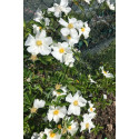 Climbing rose Laevigata