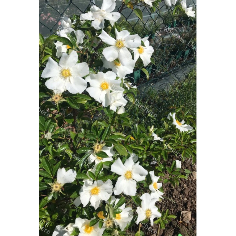 Rosier grimpant Laevigata / La rose des Cherokees