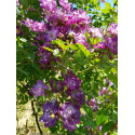 Climbing rose Veilchenblau