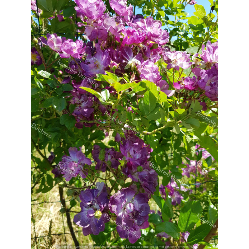 Climbing rose Veilchenblau