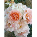 Shrub rose creation Jean de Luxembourg, roi de Boheme ®