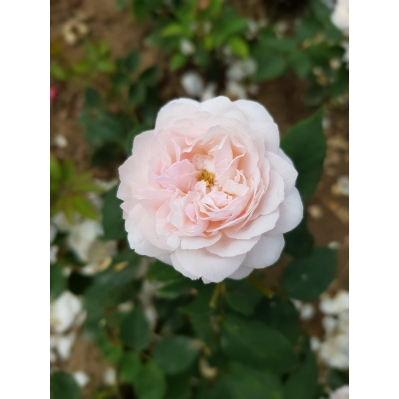 Rosier buisson Comtesse de Rocquigny