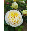 Shrub rose creation Nouchette ®
