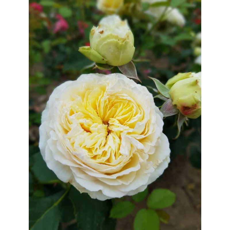 Shrub rose creation Nouchette ®