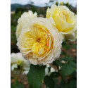 Shrub rose creation Nouchette ®
