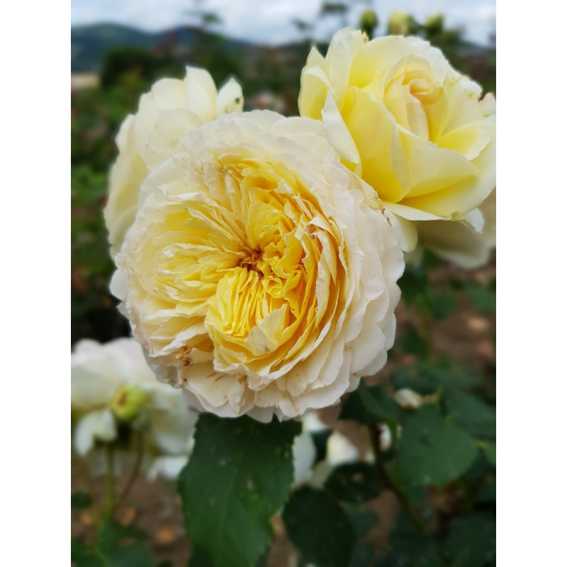 Shrub rose creation Nouchette ®