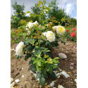 Shrub rose creation Nouchette ®