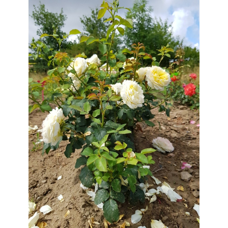 Shrub rose creation Nouchette ®