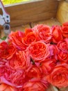 Shrub rose creation Soyeuse de Lyon ®