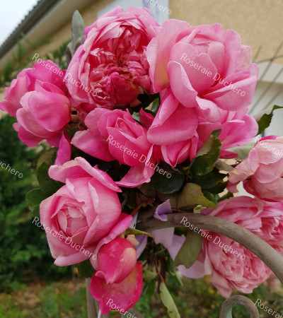 Rosier buisson Marie Ducher