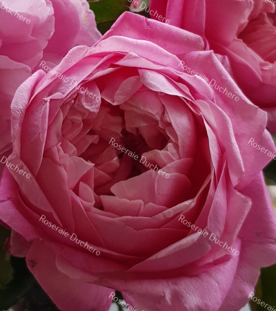 Rosier buisson Marie Ducher