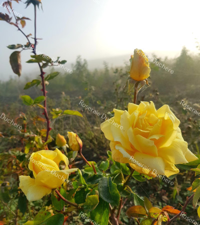 Rosier buisson Julien Potin