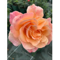 Shrub rose Chicago Peace