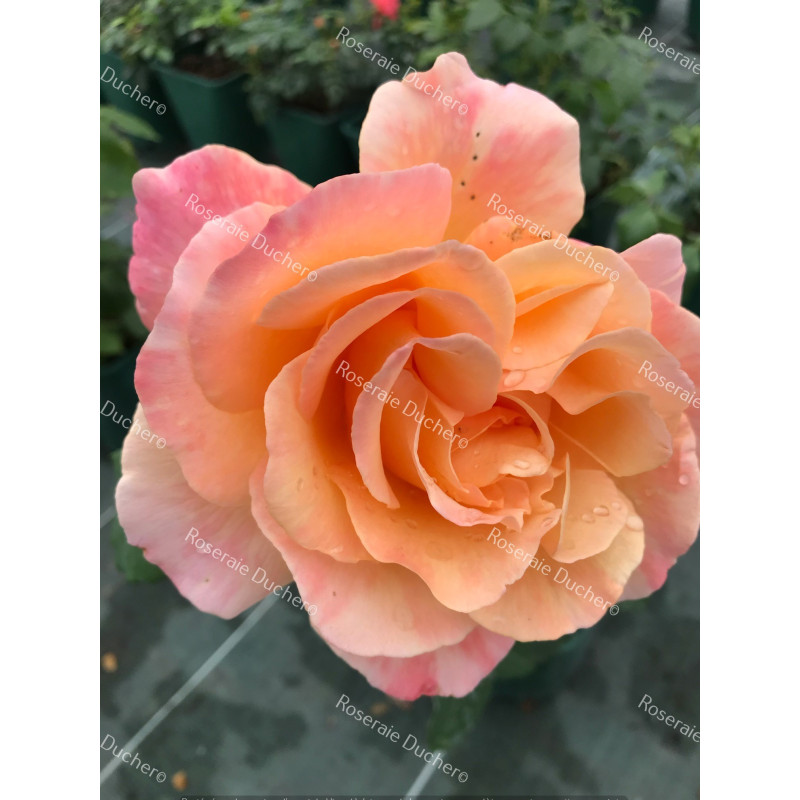 Shrub rose Chicago Peace