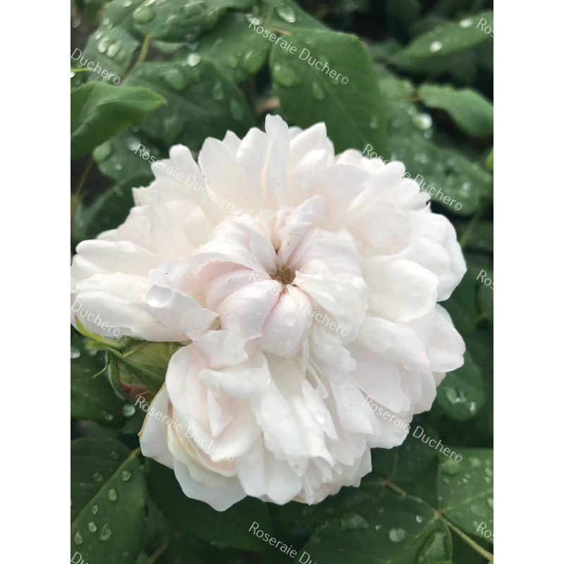 Rosier buisson White Jacques Cartier