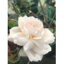 Climbing rose Madame Alfred Carriere