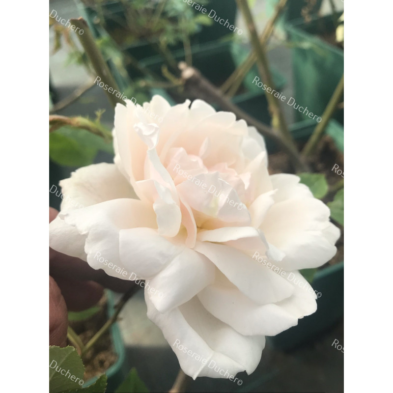 Climbing rose Madame Alfred Carriere