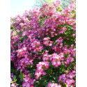 Shrub rose Mozart