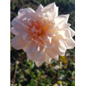 Shrub rose Madame Edmond Rostand