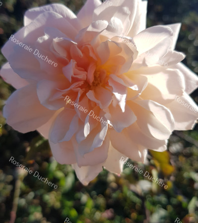 Rosier buisson Madame Edmond Rostand