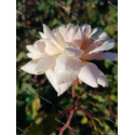 Shrub rose Madame Edmond Rostand