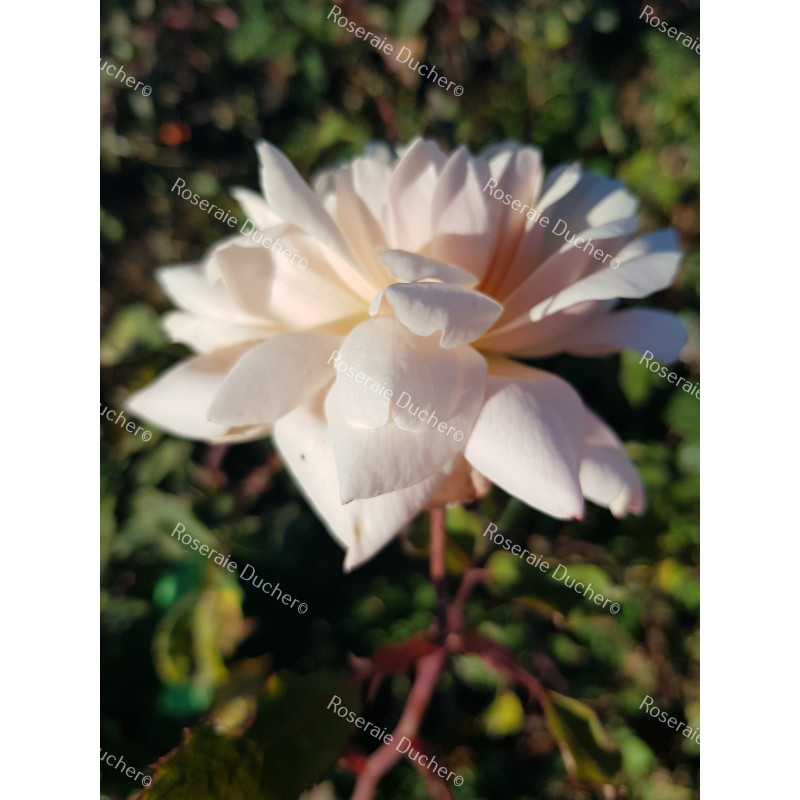 Shrub rose Madame Edmond Rostand
