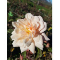Shrub rose Madame Edmond Rostand
