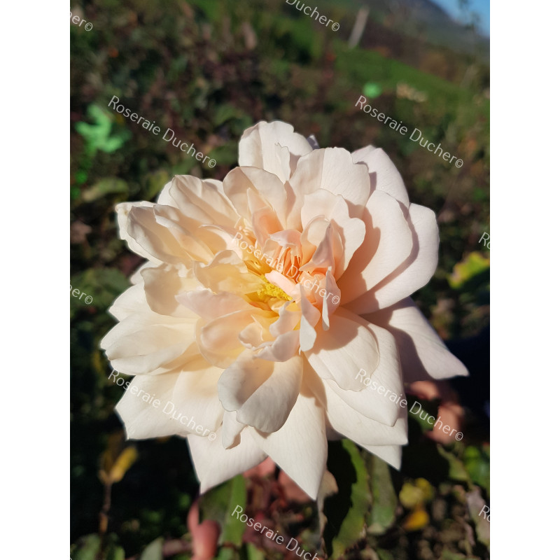Shrub rose Madame Edmond Rostand