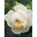 Shrub rose creation Benoite Groult ®