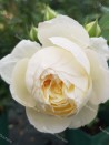 Shrub rose creation Benoite Groult ®