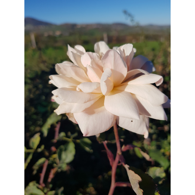 Shrub rose Madame Edmond Rostand