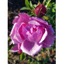 Shrub rose Archiduchesse Elisabeth d'Autriche