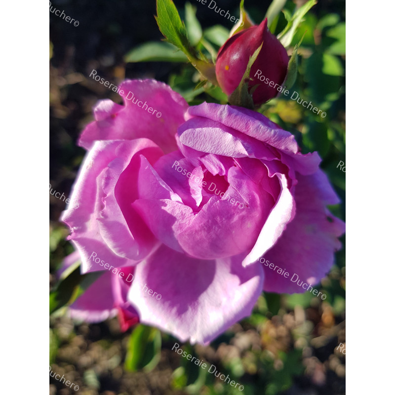 Shrub rose Archiduchesse Elisabeth d'Autriche