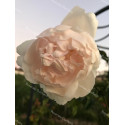 Climbing rose Madame Alfred Carriere