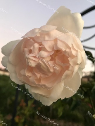 Climbing rose Madame Alfred Carriere