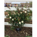 Shrub rose Ducher