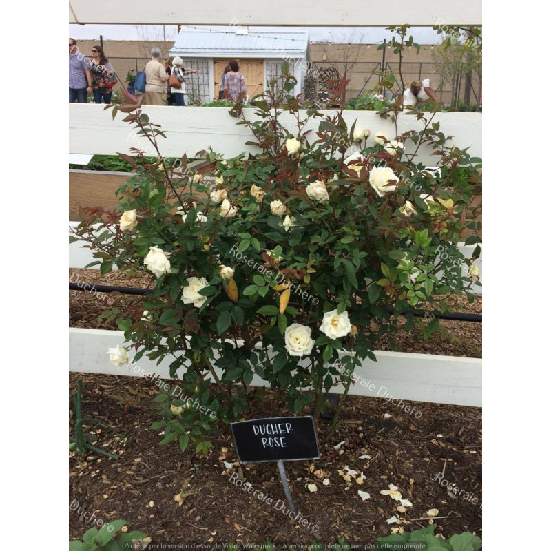 Shrub rose Ducher