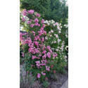 Climbing rose Rose de Monplaisir ®