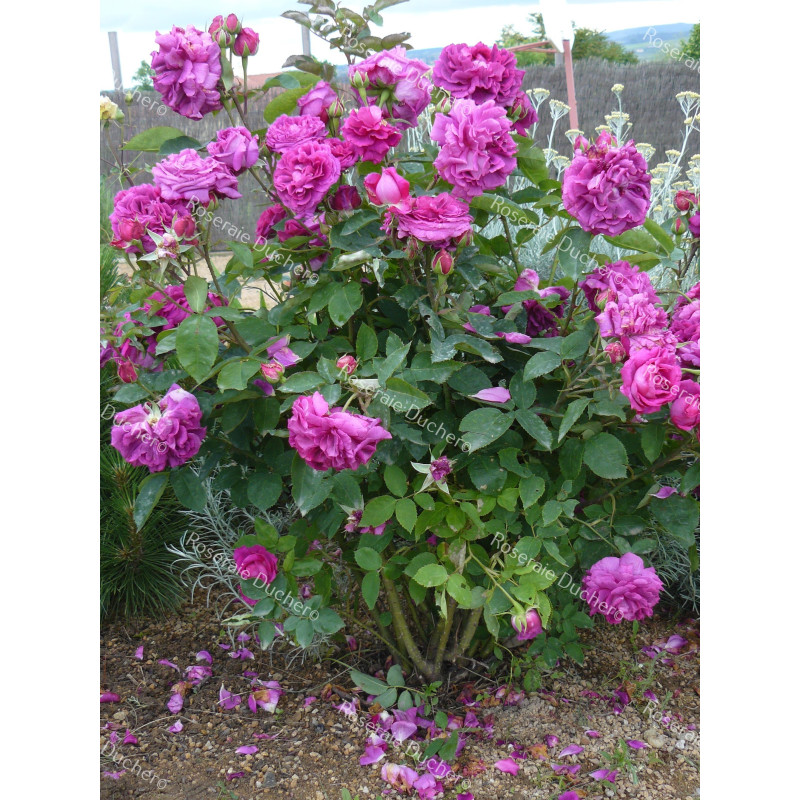 Shrub rose Gloire de Ducher