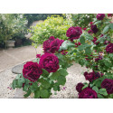 Climbing rose Souvenir du Docteur Jamain