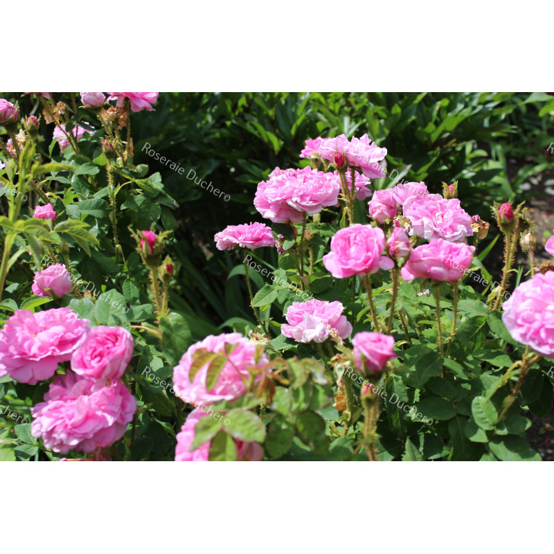 Shrub rose Salet