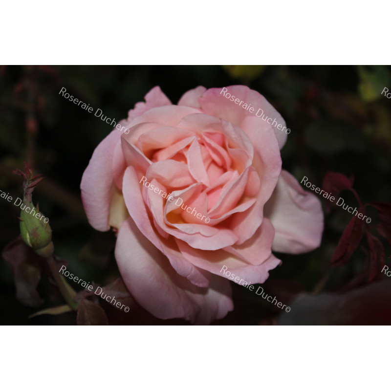 Rosier buisson Jean Ducher