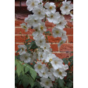 Rosier grimpant Bobbie James