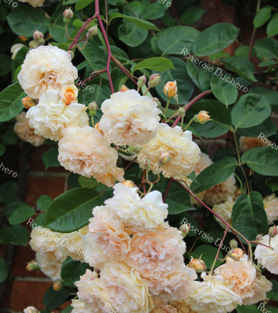 Rosier buisson Buff Beauty