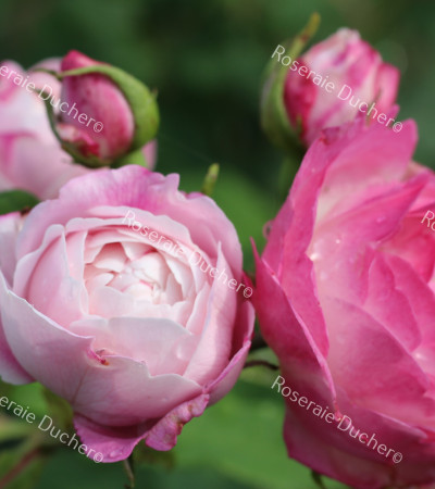 Rosier buisson Madame Pierre Oger