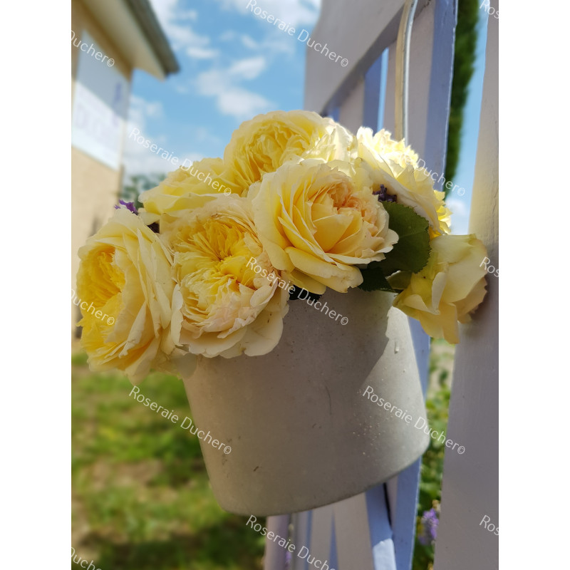 Shrub rose creation Nouchette ®