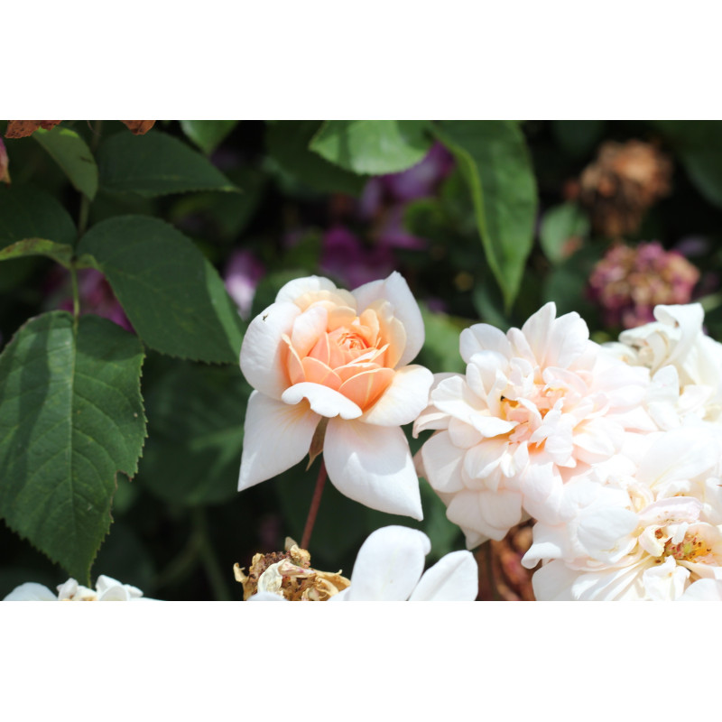 Shrub rose Perle d'Or