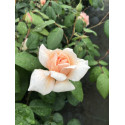 Shrub rose Perle d'Or