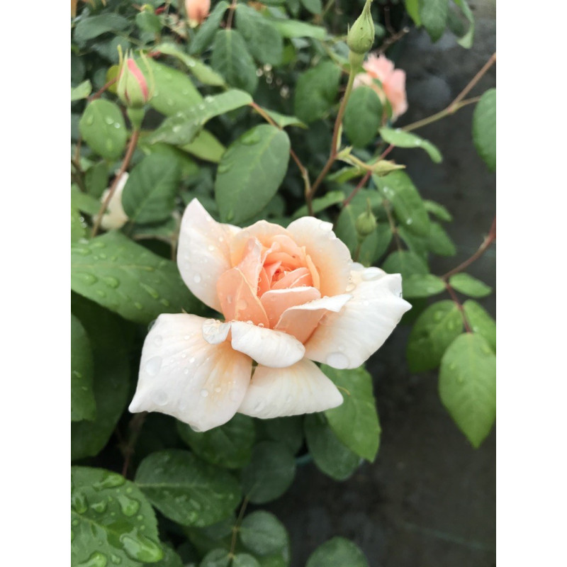 Shrub rose Perle d'Or