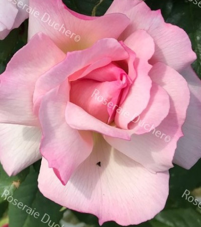 Climbing rose Lady Waterlow